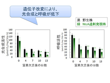 図2. 窒素欠乏時の光合成活性（左）と呼吸活性（右）