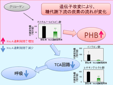 図3. NtcA過剰発現による代謝変化のモデル図