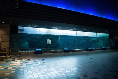 須磨海浜水族園 1階大水槽