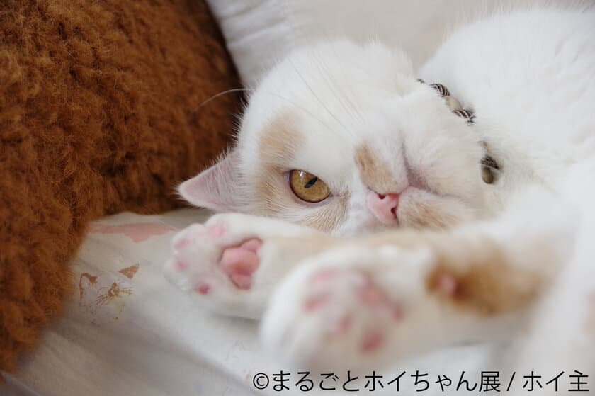 SNS人気甘えん坊猫“ホイちゃん”写真展、仙台初上陸！
新作・未公開作品やフォトスポットなど6/29～7/21開催