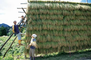 刈った稲を干す小山さん家族