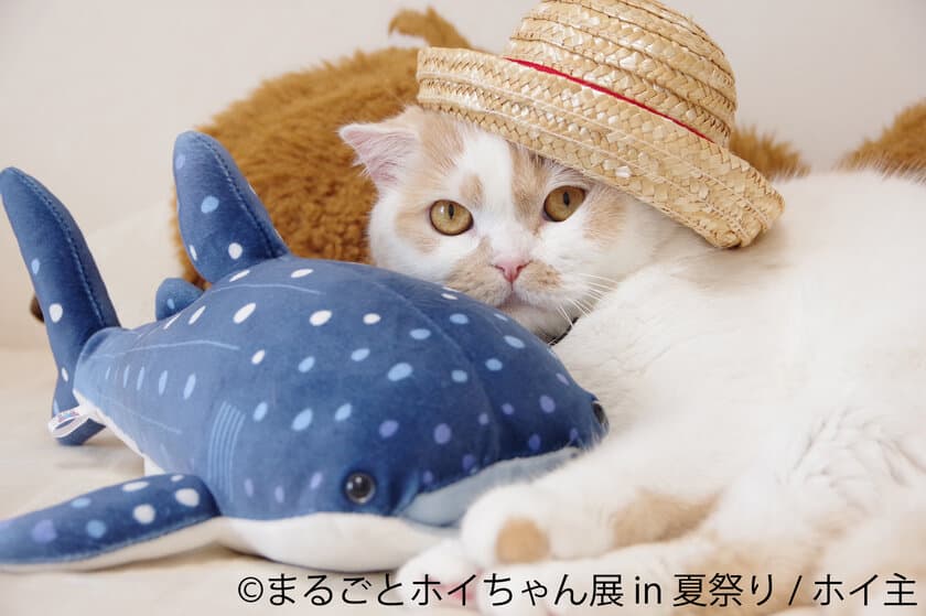 ちくわ柄の甘えん坊猫“ホイちゃん”が夏祭りをジャック！
28万フォロワーの人気者、写真＋グッズ満載の単独展7/26～開催