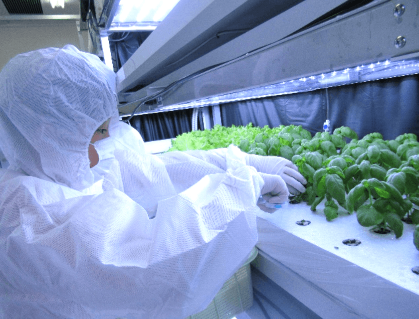 小学生が明治大学の植物工場で農業の未来について学ぶ！
「植物工場でやさいを育ててみよう～体験型学習講座～」