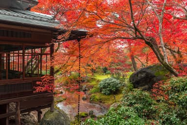 秋の特別早朝拝観プラン(宝厳院)