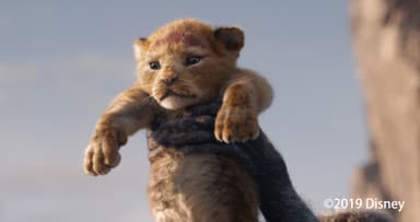 ディズニー映画最新作『ライオン・キング』イメージ　Disney.jp/LionKing