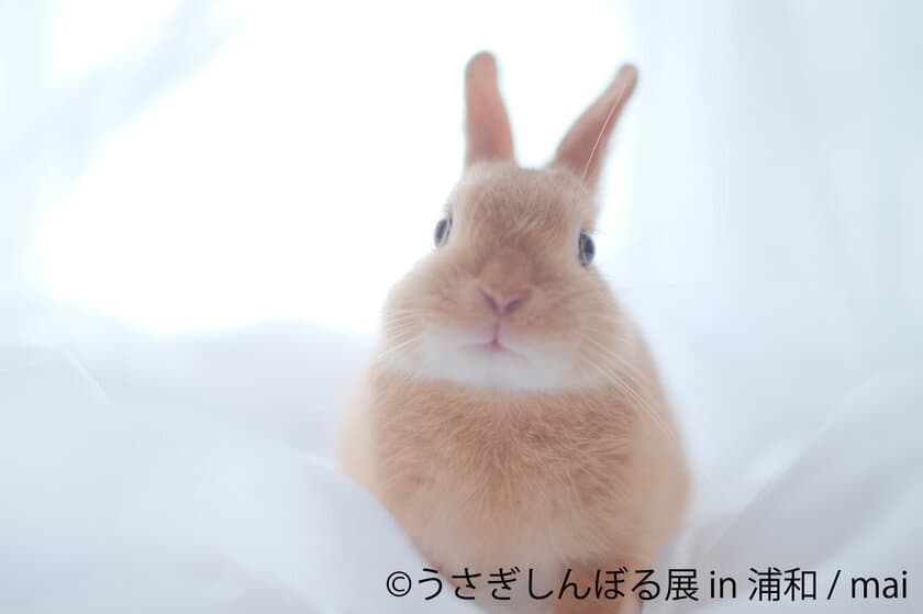 ふわふわ“うさぎ”満載の写真＆グッズ「うさぎしんぼる展」　
出展者全29組/100作品が集結、浦和にて8/8～8/21開催