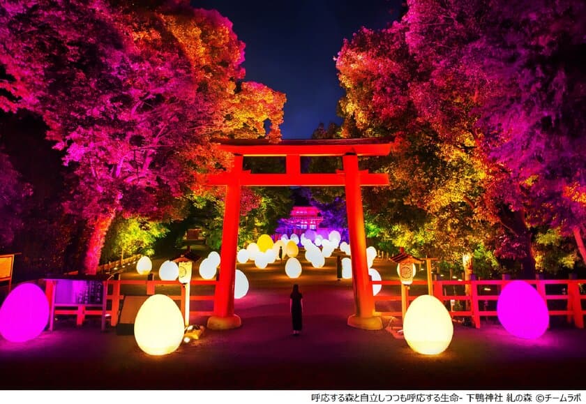 チームラボ、京都の世界遺産 下鴨神社にて今年もアート展。
規模を拡大した 「下鴨神社 糺の森の光の祭 
Art by teamLab - TOKIO インカラミ」 