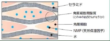 スキンケア成分(セラミド)