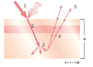 輝く肌と光の関係