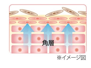 Kパレット　ラスティングアイブロティントペン色素沈着について