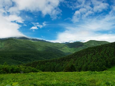 森林風景