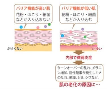 バリア機能と肌