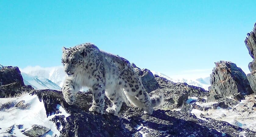 世界初？ユキヒョウの写真集「神の獣 ユキヒョウ」を発売