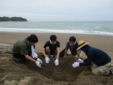 千里浜海岸でウミガメの卵の位置を確認し、防護柵設置の準備をしている様子