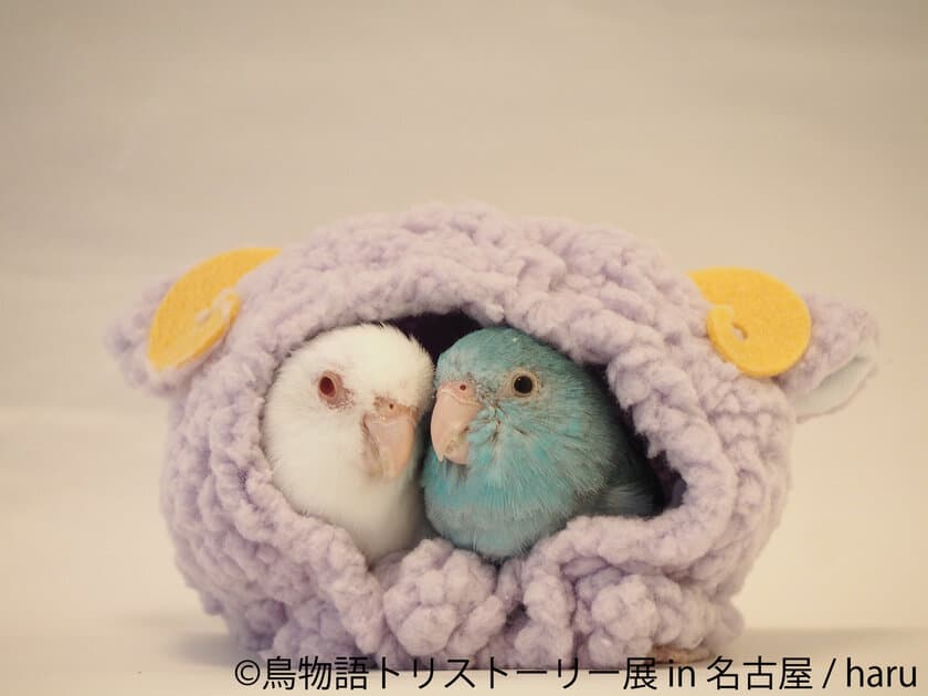 愛嬌たっぷりインコから勇猛な野鳥まで、名古屋に集結！
“トリ”ストーリー合同写真＆物販展 8/24～9/8開催