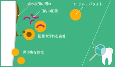 微粒子のコーラルアパタイトによる着色汚れの吸着・再石灰化