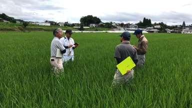 水稲圃場の生育診断の様子