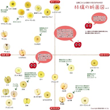 りんごの断面図イメージ