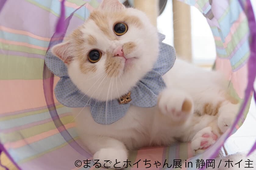 フォロワー29万超の人気猫「ホイちゃん」静岡で単独展開催　
新作写真や会場限定グッズ満載で甘えん坊猫に癒やされよう！