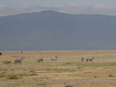 アフリカの野生動物-1