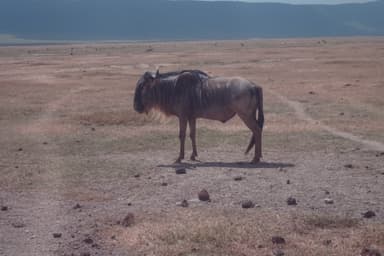 アフリカの野生動物-2