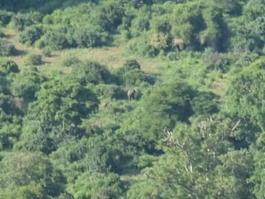 アフリカの野生動物-3