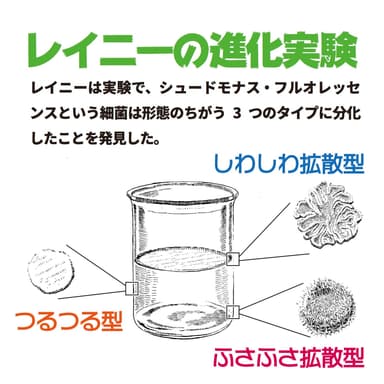 レイニーの進化実験