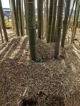 竹林を整備すると、不用な竹チップなどが発生。キヌガサタケ栽培の培地として活用できます