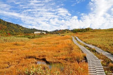 オレンジ色に染まる弥陀ヶ原高原で紅葉散策