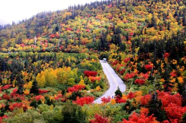 弥陀ヶ原“紅葉の天空ロード”を高原バスが疾走