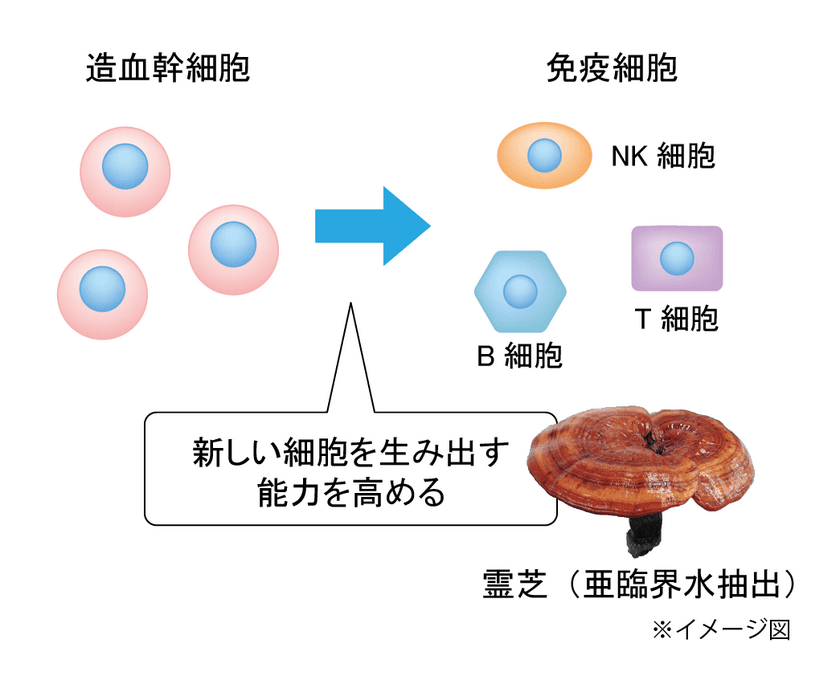 生薬エキスに血液の幹細胞を活性化する効果を発見！
～免疫細胞を生み出す「霊芝」～