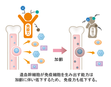 造血幹細胞の能力は加齢で衰える