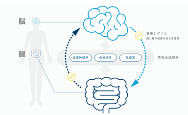 脳腸相関
