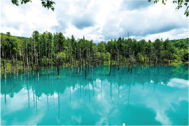 北海道 美瑛 青い池