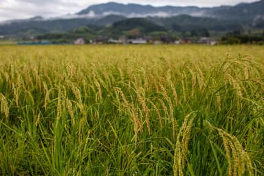 無肥料無農薬栽培のお米