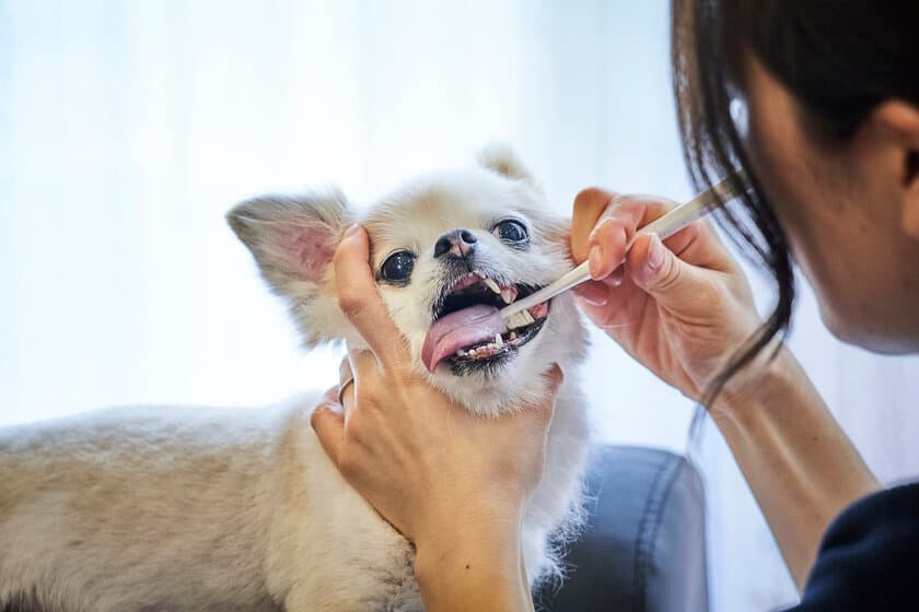 寿命を縮める愛犬の歯周病にストップ！
嫌がらない歯ブラシ「ミガケンデ」、天然毛ペット用歯ブラシは日本初