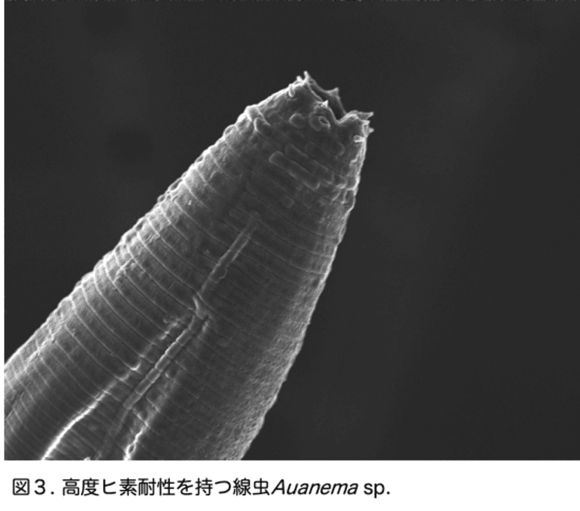 極限環境の湖からヒトの５００倍のヒ素耐性を持つ線虫を発見
〜極限環境生物の適応メカニズムを解明する糸口に〜
明治大学農学部　新屋専任講師らの共同研究