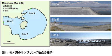 図1（極限環境の湖からヒトの５００倍のヒ素耐性を持つ線虫を発見）