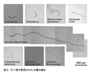 図2（極限環境の湖からヒトの５００倍のヒ素耐性を持つ線虫を発見）