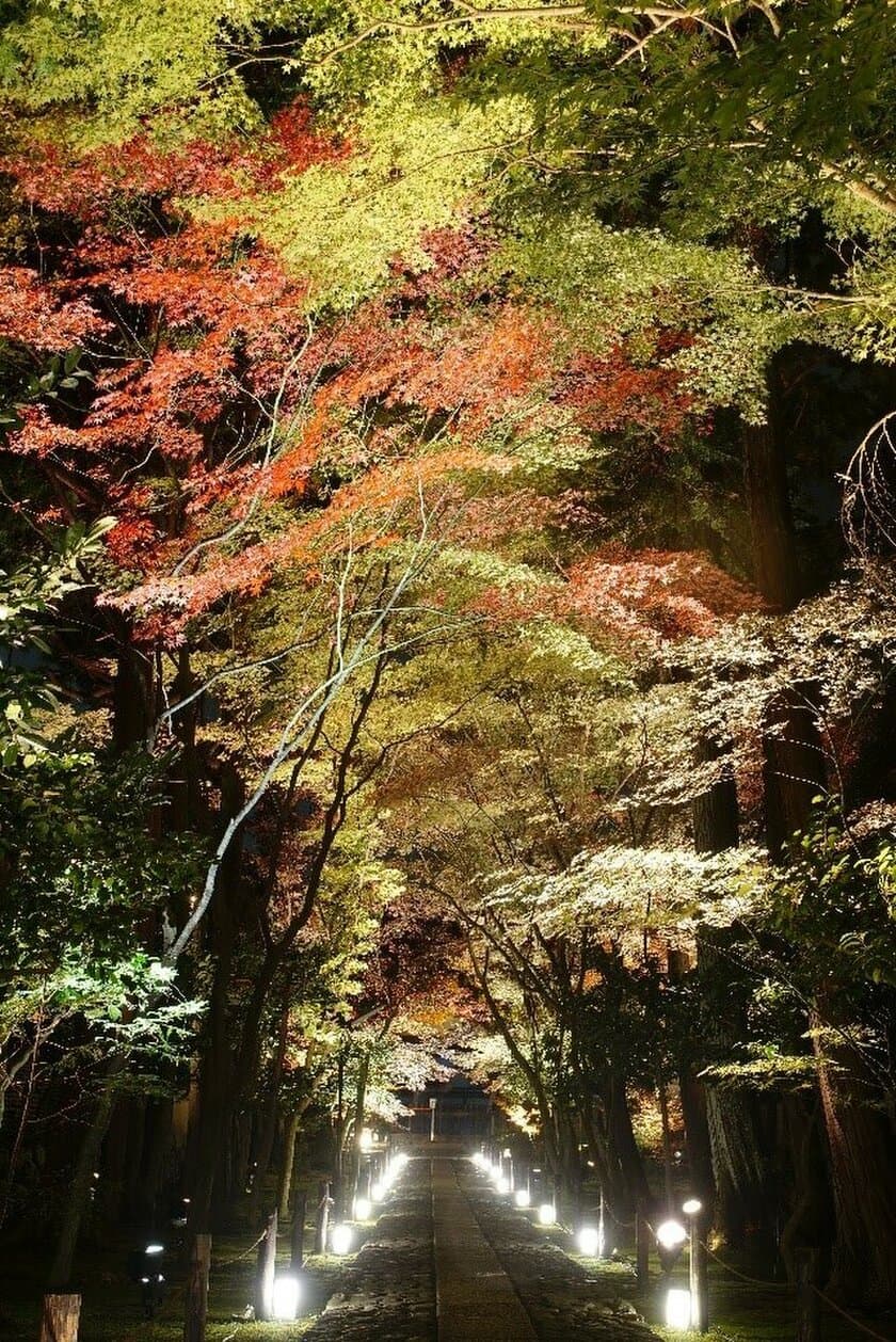 鹿王院 夜間特別拝観