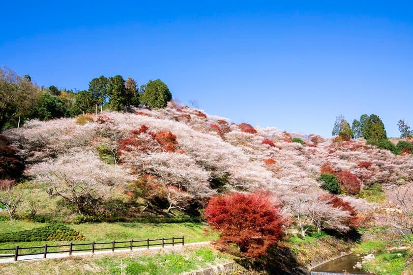 愛知県豊田市にて秋に咲く桜と日本屈指の紅葉を堪能！
「小原四季桜まつり」「香嵐渓もみじまつり」
11月1日(金)から開催中