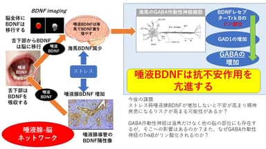 唾液腺-脳臓器間ネットワークの概要