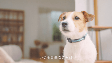 登場する愛犬(2)名前：てん