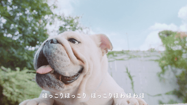 登場する愛犬(3)名前：アモーレ