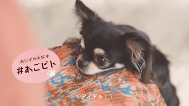 #愛犬ほっこりあるある(1)“おひざが大好き”『#あごピト』