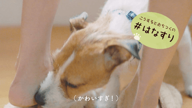 #愛犬ほっこりあるある(4)“こうするとおちつくの”『#はなすり』