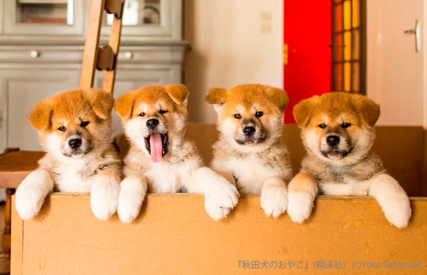 秋田県大館市［秋田犬の里］にて
「秋田犬のおやこ」写真展を開催

