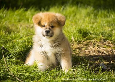 秋田犬のおやこ 酒巻洋子写真展in秋田犬の里_2