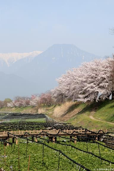 大王わさび農場の春