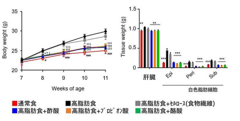 日東薬品と東京農工大、
短鎖脂肪酸摂取による肥満抑制メカニズムを解明